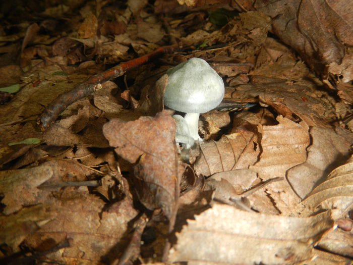 DSCN5268 - Clitocybe odora