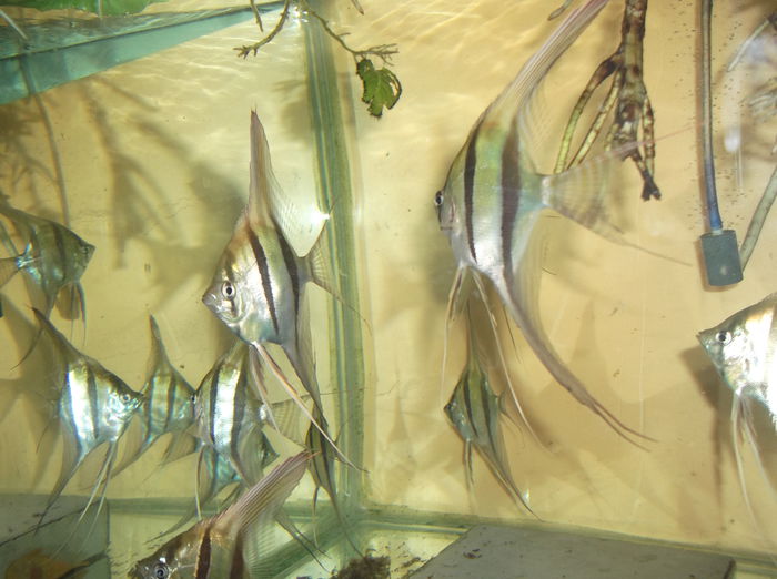 DSCF8014 - Altumi Orinoco