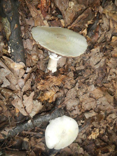 DSCN5296 - Agaricus silvicola - Ciuperca de padure