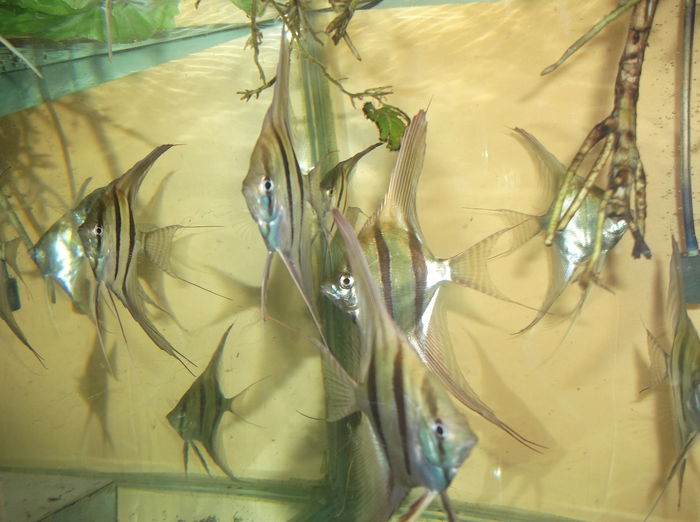 DSCF8015 - Altumi Orinoco