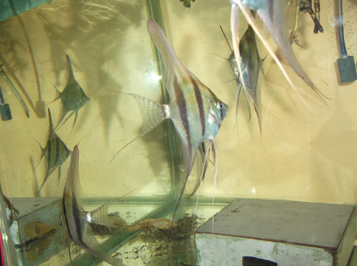 DSCF8017 - Altumi Orinoco