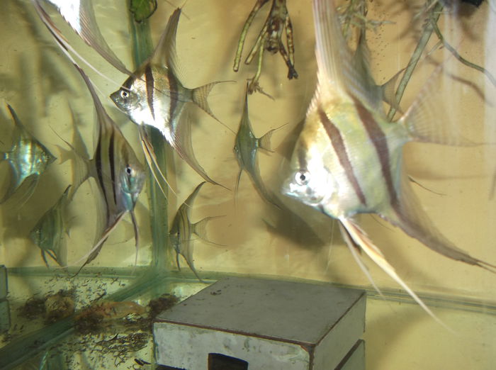 DSCF8019 - Altumi Orinoco