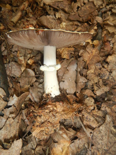 DSCN5299 - Agaricus silvicola - Ciuperca de padure