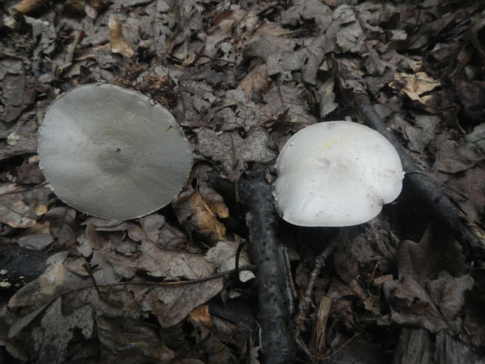 DSCN5301 - Agaricus silvicola - Ciuperca de padure