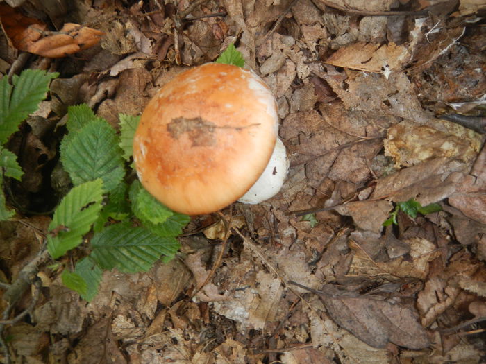 DSCN5309 - Leucocortinarius bulbiger