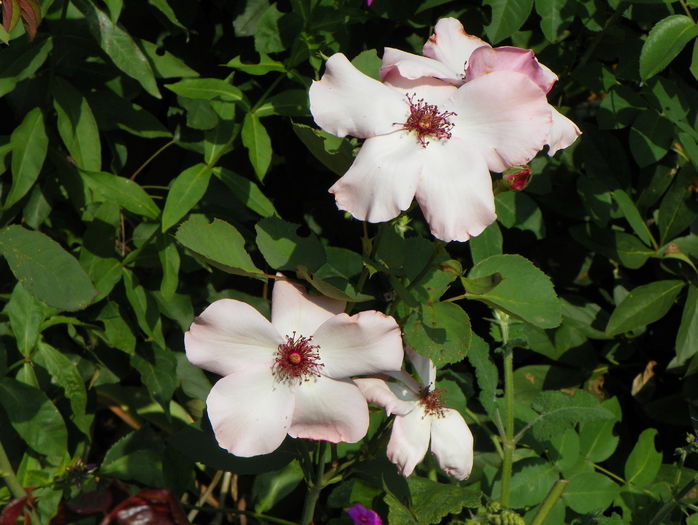 Dainty Bess