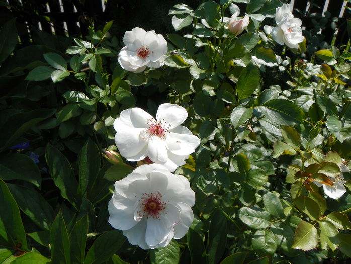 Jacqueline du Pres