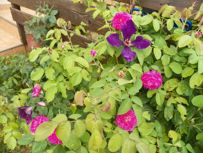Rose de Rescht