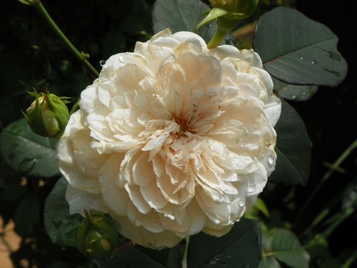 Sombreuil