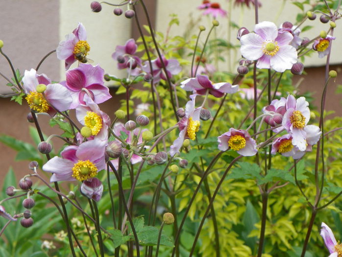 anemone hupehensis - Vara 2015