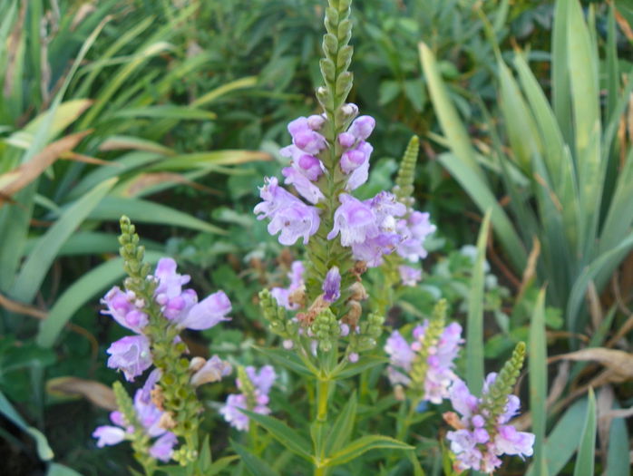 physostegia rosea - Vara 2015