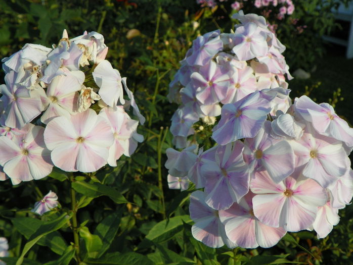 phlox All in one - Vara 2015