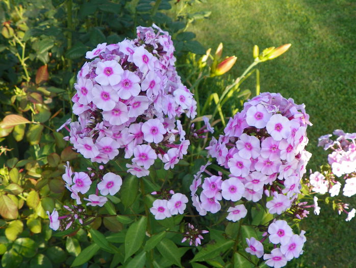 phlox Flamingo