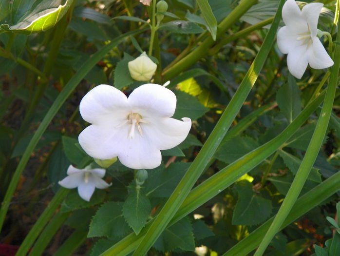 platycodon alb - Vara 2015