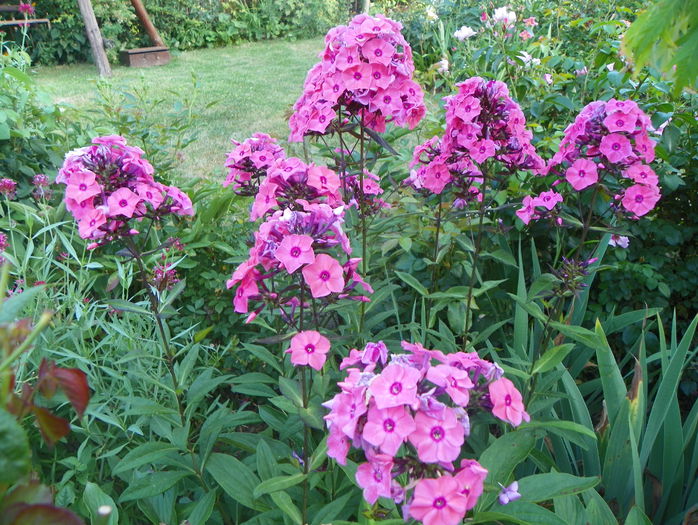 phlox Magical Dream - Vara 2015