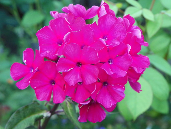 phlox Starfire - Vara 2015