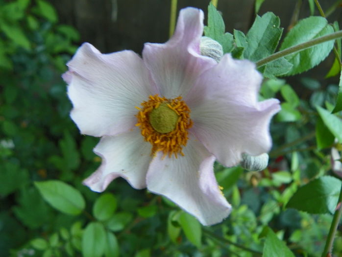 anemone japonica - Vara 2015
