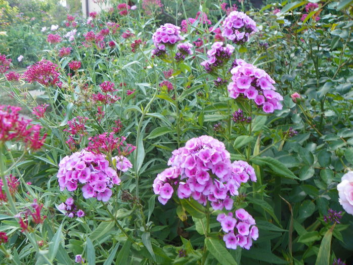 phlox Babyface - Vara 2015