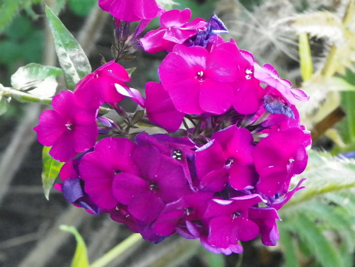 phlox Nikky - Vara 2015