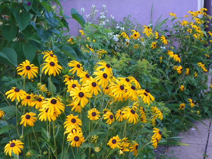 rudbeckia Goldsturm - Vara 2015