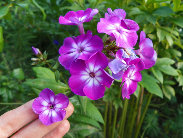 phlox Wilhelm Kesselring si Laura - Vara 2015