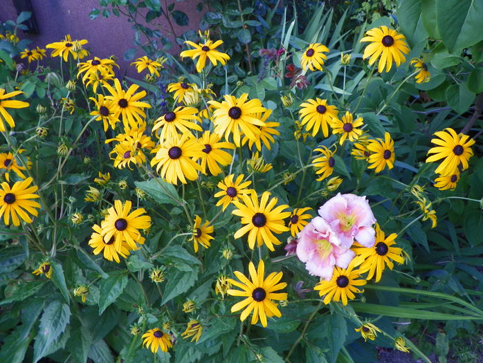 rudbeckia Goldsturm - Vara 2015