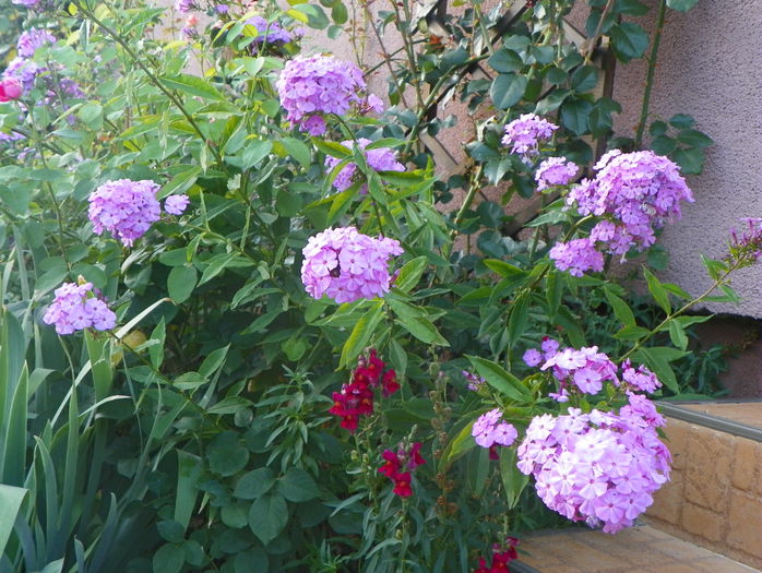 phlox de la mama - Vara 2015