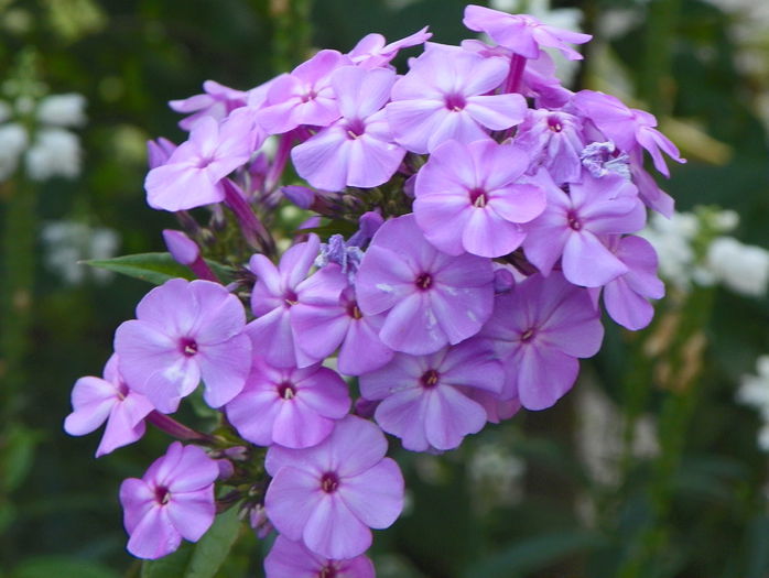 phlox de la mama - Vara 2015
