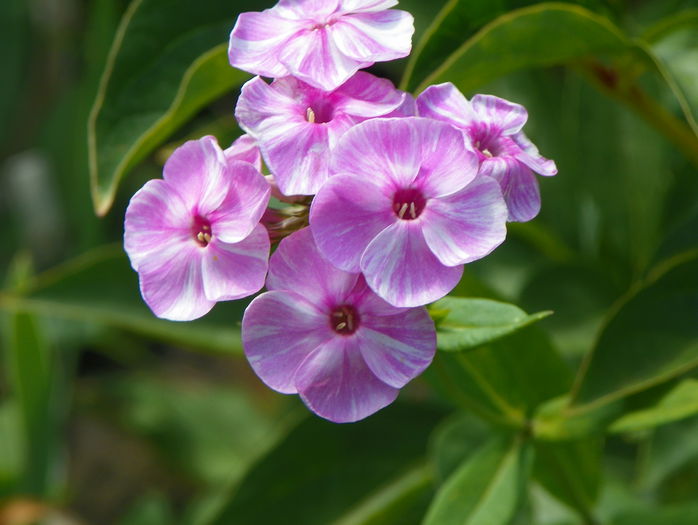 phlox Picasso - Vara 2015
