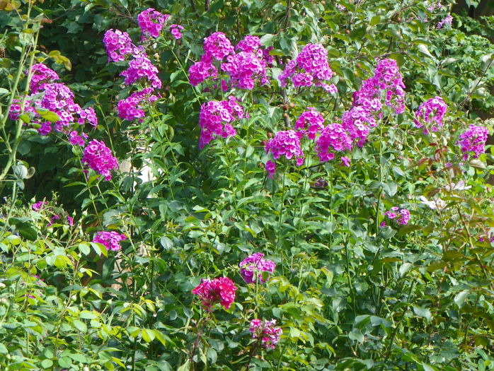 phlox de la mama - Vara 2015