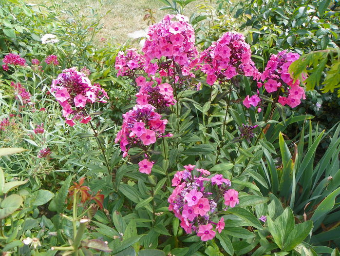 phlox Magical Dream - Vara 2015