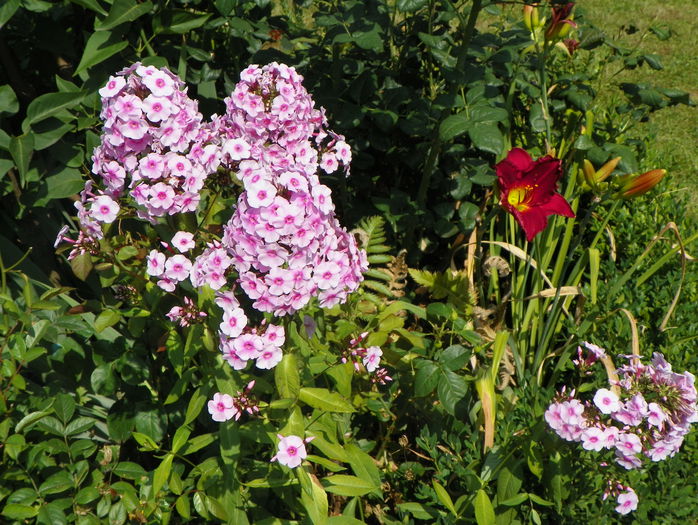 phlox Flamingo - Vara 2015