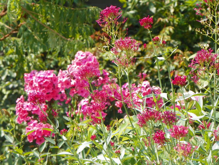 centranthus ruber - Vara 2015