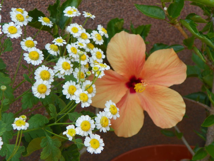 hibiscus Cairo Apricot si tanacetum