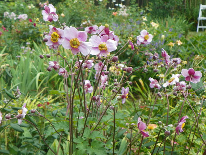 anemone hupehensis - Vara 2015