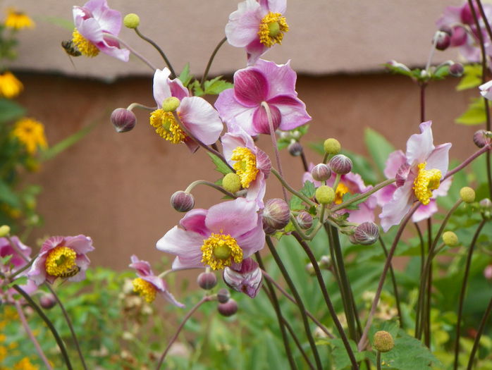 anemone hupehensis - Vara 2015