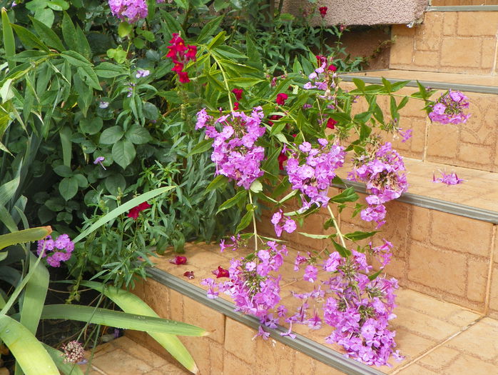 phlox de la mama - Vara 2015
