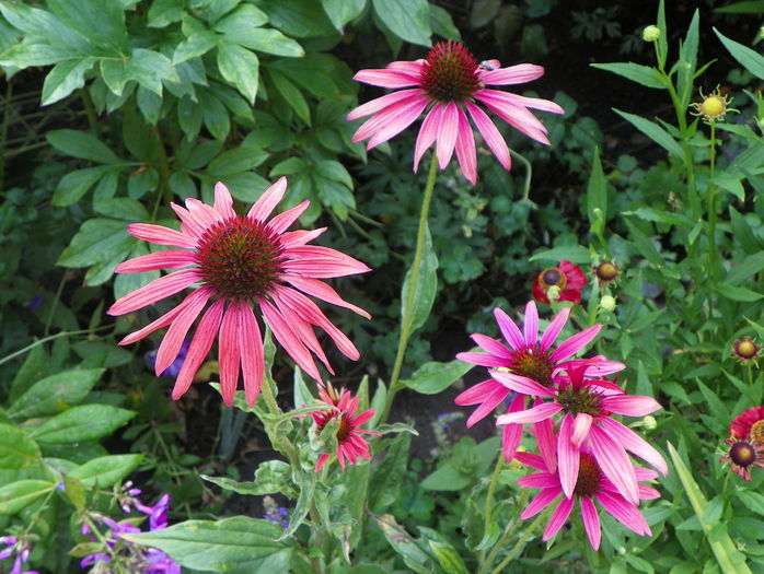 echinacea Hot Summer - Vara 2015