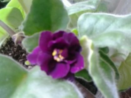Fotografie6843 - violete africane