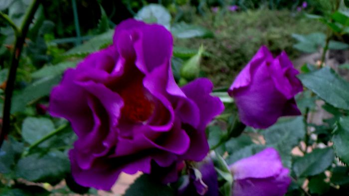 DSC01919