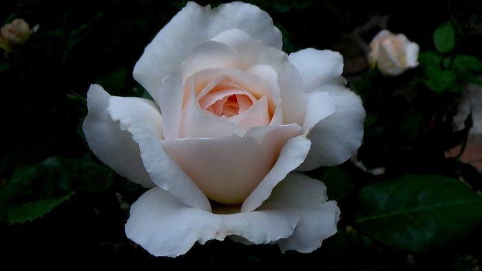 Crocus Rose