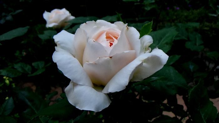DSC01921