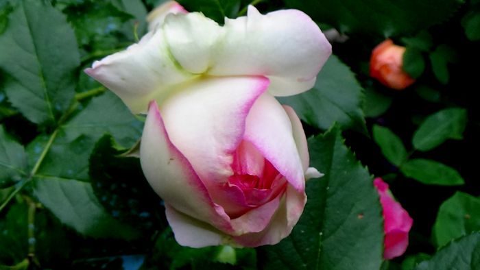 DSC01978