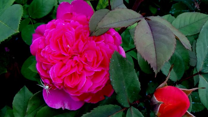 Sophie's Rose