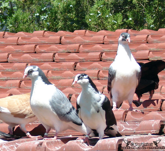 porumbeijucatori.ro; porumbeijucatori.ro
