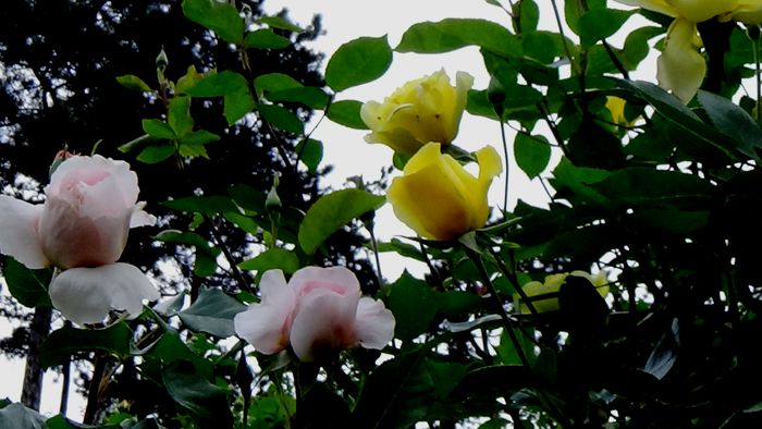 DSC02096