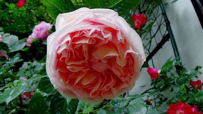 Abraham Darby
