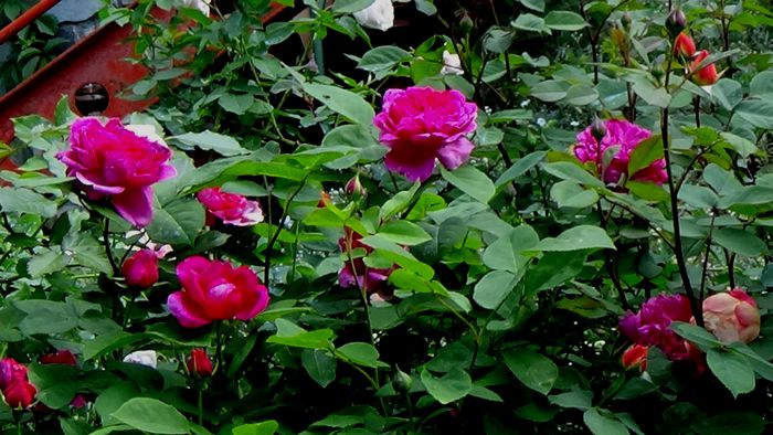 DSC02274