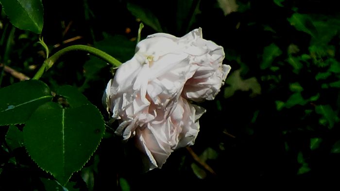 DSC02364