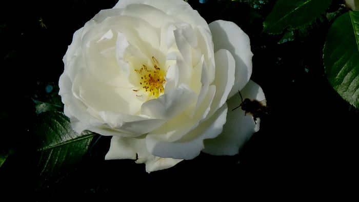DSC02370